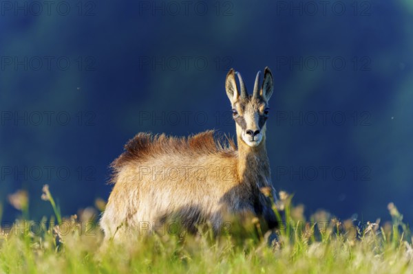 A chamois stares alertly and curiously into the camera in a meadow, chamois, chamois, (Rupicapra rupicaprae), wildlife, Vosges, France