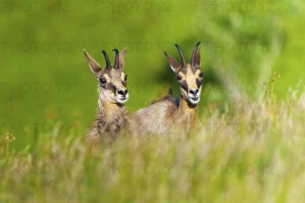 Two chamois look attentively into the camera, surrounded by green vegetation, chamois, chamois, (Rupicapra rupicaprae), wildlife, Vosges, France