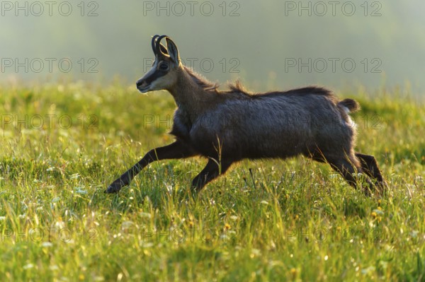 A chamois runs swiftly through a wide, lush green meadow, chamois, chamois, (Rupicapra rupicaprae), wildlife, Vosges, France