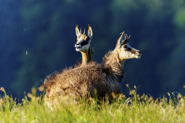 Two chamois stand attentively in a meadow in front of a dark blue background, chamois, chamois, (Rupicapra rupicaprae), wildlife, Vosges, France