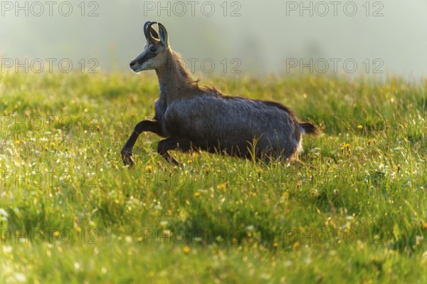 A chamois in energetic movement through a meadow flooded with light, chamois, chamois, (Rupicapra rupicaprae), wildlife, Vosges, France
