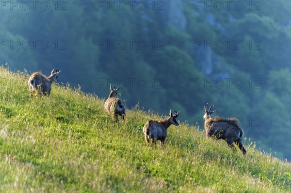 A small herd of chamois moves up the hill in the warm sunlight, chamois, chamois, (Rupicapra rupicaprae), wildlife, Vosges, France