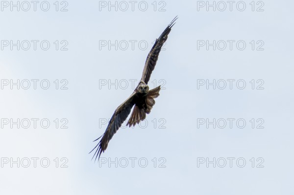 A bird of prey in flight against a blue sky, wings spread wide, marsh harrier (Circus aeruginosus), wildlife, Germany