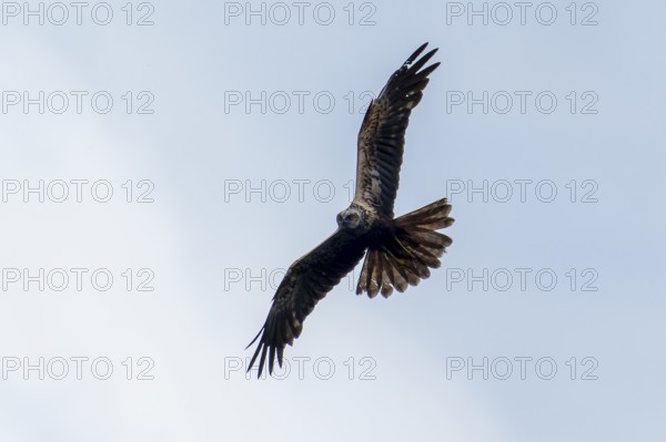A bird of prey hovering in the air with its wings open, marsh harrier (Circus aeruginosus), wildlife, Germany
