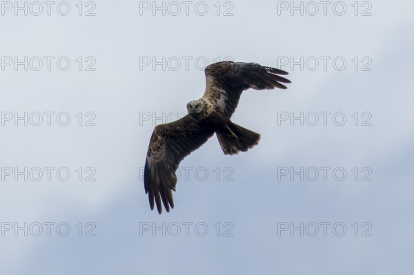 A bird of prey flies high in the sky, the curved wings are visible, marsh harrier (Circus aeruginosus), wildlife, Germany