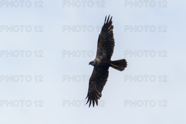 A bird of prey glides high in the sky, the silhouette is clearly recognisable, marsh harrier (Circus aeruginosus), wildlife, Germany