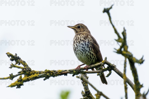 Song thrush sits quietly on a mossy branch. The background is soft and conveys a peaceful atmosphere, song thrush (Turdus philomelos), wildlife, Germany
