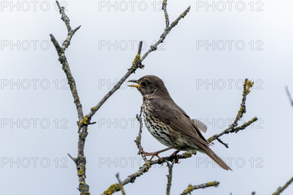 Song thrush sitting sideways on a branch, surrounded by moss-covered twigs. The scene is calm and quiet, song thrush (Turdus philomelos), wildlife, Germany