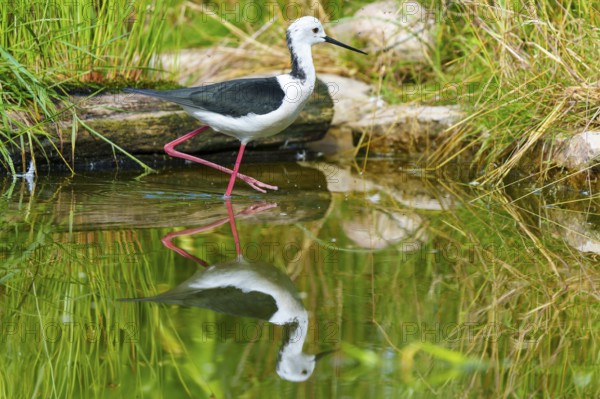 A bird stands on the bank of a body of water, surrounded by green grasses and its clear reflection in the water, black-winged Black-winged Stilt (Himantopus himantopus), France