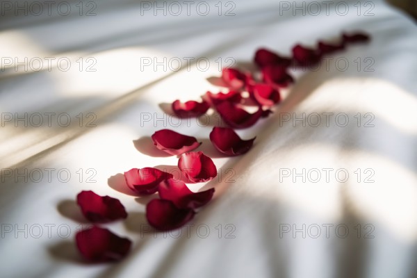 Line of red rose petals on white bedsheet symbolizing menstruation and feminine hygiene. Generative AI, AI generated