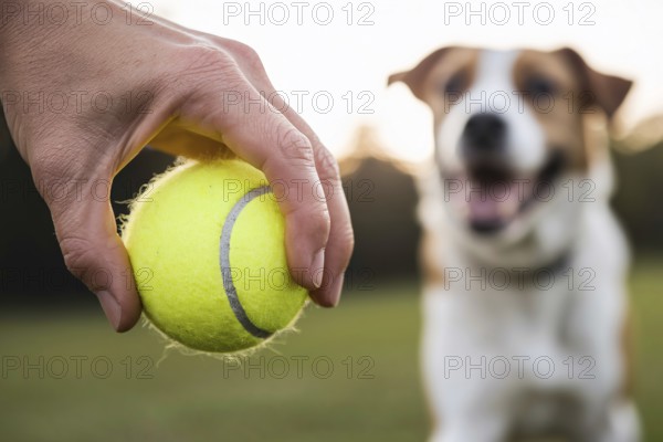 Close up of hand holding tennis ball with dog waiting. Concept of anticipation, companionship, and playful bond between human and dog. Generative ai, AI generated