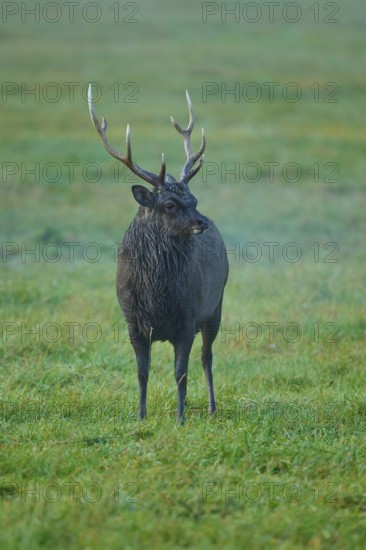 Sika deer (Cervus nippon), with impressive antlers on a green meadow, surrounded by grass, Germany
