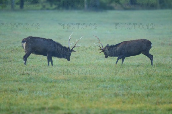 Sika deer (Cervus nippon), two sika deer during the rutting season, with raised antlers on a green meadow, Germany