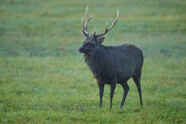 Sika deer (Cervus nippon), with antlers in a meadow at dawn, natural background, Germany