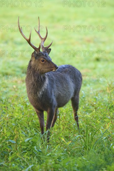 Sika deer (Cervus nippon), in tall grass, attentively observing the surroundings, Germany