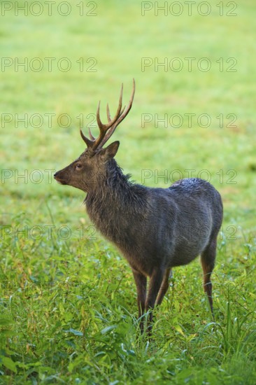 Sika deer (Cervus nippon), standing majestically in the green grass, Germany