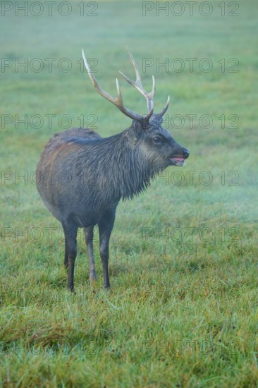 Sika deer (Cervus nippon), on a green meadow, curiously looking around, Germany
