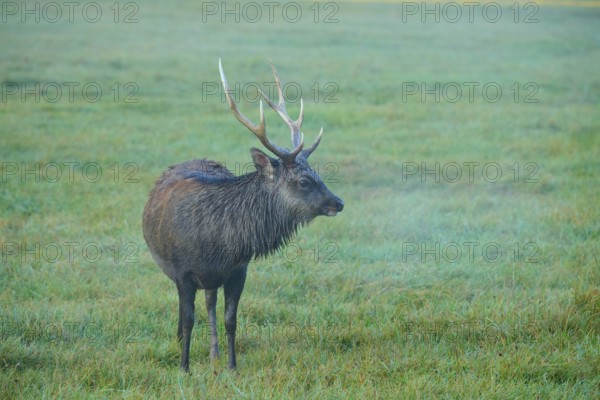 Sika deer (Cervus nippon), standing alone in a foggy meadow, Germany
