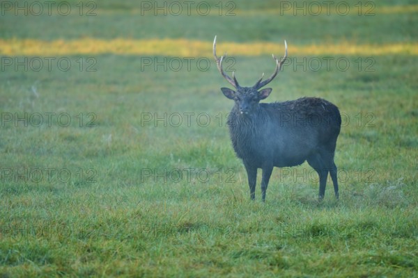 Sika deer (Cervus nippon), with magnificent antlers in the morning mist in a meadow, Germany