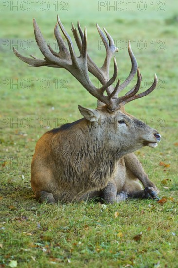 Red deer (Cervus elaphus), with impressive antlers sitting in an open meadow, Germany