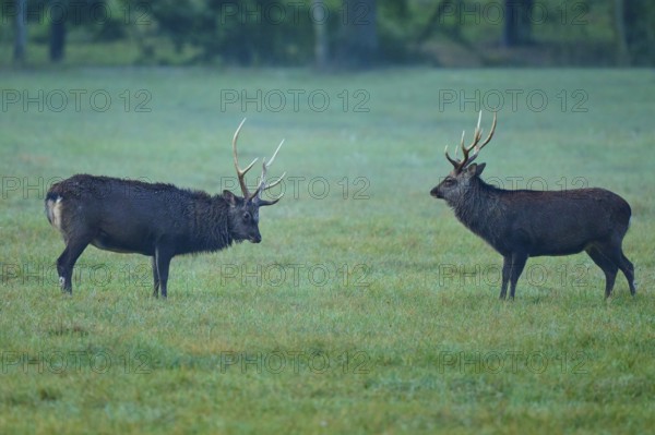 Sika deer (Cervus nippon), two sika deer during the rutting season, on a wide, green meadow, Germany