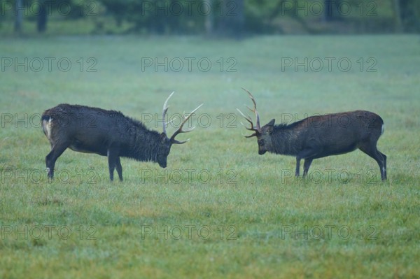Sika deer (Cervus nippon), two sika deer during the rutting season with lowered heads on a green meadow opposite, Germany