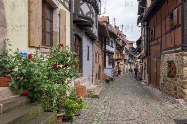 A narrow alleyway lined with traditional houses with plants and red flowers, Eguisheim, Plus beaux villages de France, Haut-Rhin, Alsace, Alsace, France