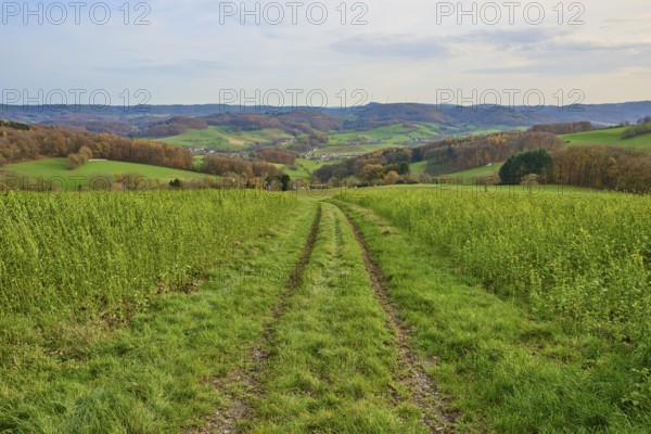 Ruts lead through green fields in an expansive landscape, Winterkasten, Lindenfels, Bergstrasse district, Odenwald, Hesse, Germany