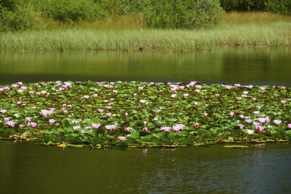 Lush water lily bloom on a quiet lake surrounded by dense vegetation, Mülbener See, Mülben, Waldbrunn, Neckar-Odenwald-Kreis, Odenwald, Baden-Württemberg, Germany