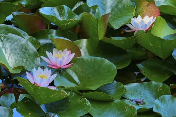 White and pink water lilies blooming on dense green leaves in the pond, Mülbener See, Mülben, Waldbrunn, Neckar-Odenwald-Kreis, Odenwald, Baden-Württemberg, Germany