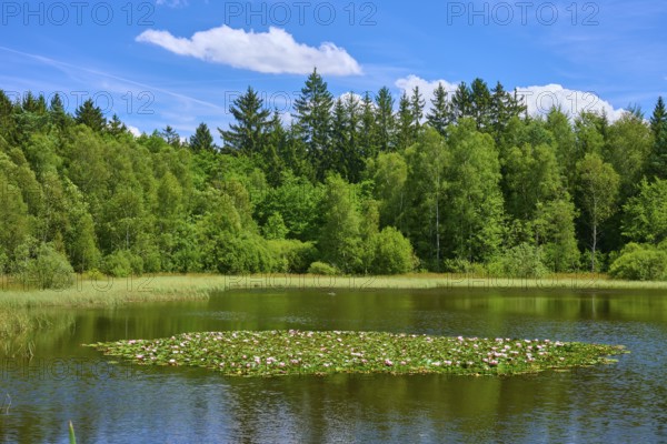 Tranquil lake with water lilies surrounded by dense forests under a clear blue sky, Mülbener See, Mülben, Waldbrunn, Neckar-Odenwald-Kreis, Odenwald, Baden-Württemberg, Germany