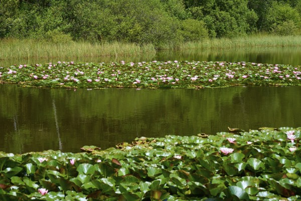 Pond covered with water lilies and surrounded by dense green vegetation in a peaceful atmosphere, Mülbener See, Mülben, Waldbrunn, Neckar-Odenwald-Kreis, Odenwald, Baden-Württemberg, Germany
