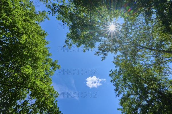 View through treetops to the sky, sunbeams breaking through the dense foliage, Mülbener See, Mülben, Waldbrunn, Neckar-Odenwald-Kreis, Odenwald, Baden-Württemberg, Germany