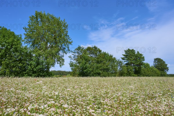 Buckwheat (Fagopyrum esculentum), field under a clear blue sky and surrounded by trees, Mülben, Waldbrunn, Neckar-Odenwald-Kreis, Odenwald, Baden-Württemberg, Germany