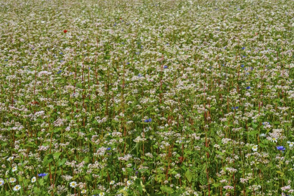 Buckwheat (Fagopyrum esculentum), close-up view of a dense field full of flowering plants, Mülben, Waldbrunn, Neckar-Odenwald-Kreis, Odenwald, Baden-Württemberg, Germany