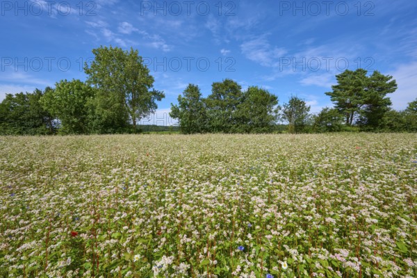 Buckwheat (Fagopyrum esculentum), field under blue sky, surrounded by trees, Mülben, Waldbrunn, Neckar-Odenwald-Kreis, Odenwald, Baden-Württemberg, Germany