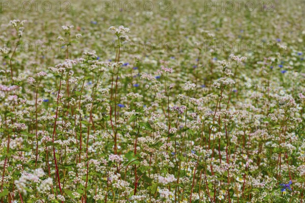 Dense field of flowering buckwheat (Fagopyrum esculentum), with bright flora, Mülben, Waldbrunn, Neckar-Odenwald-Kreis, Odenwald, Baden-Württemberg, Germany