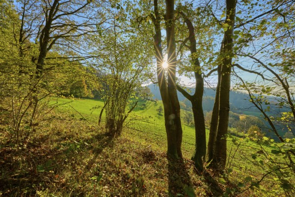 Sunbeams fall through the leaves of a forest and create a peaceful, shady ambience, Vöckelsbach, Mörlenbach, Bergstrasse district, Odenwald, Hesse, Germany