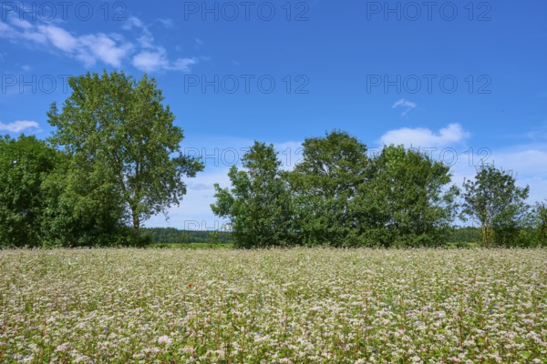 Buckwheat (Fagopyrum esculentum), in the sunshine, trees in the background, blue sky, Mülben, Waldbrunn, Neckar-Odenwald-Kreis, Odenwald, Baden-Württemberg, Germany