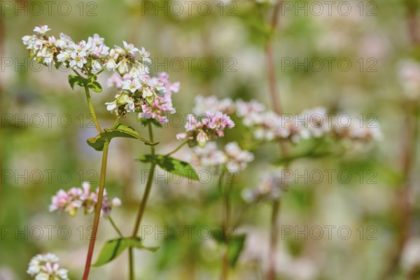 Buckwheat (Fagopyrum esculentum), flowers in pastel colours in close-up with blurred background, Mülben, Waldbrunn, Neckar-Odenwald-Kreis, Odenwald, Baden-Württemberg, Germany