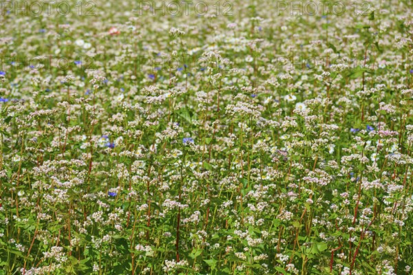 Buckwheat (Fagopyrum esculentum), with numerous flowers Mülben, Waldbrunn, Neckar-Odenwald-Kreis, Odenwald, Baden-Württemberg, Germany