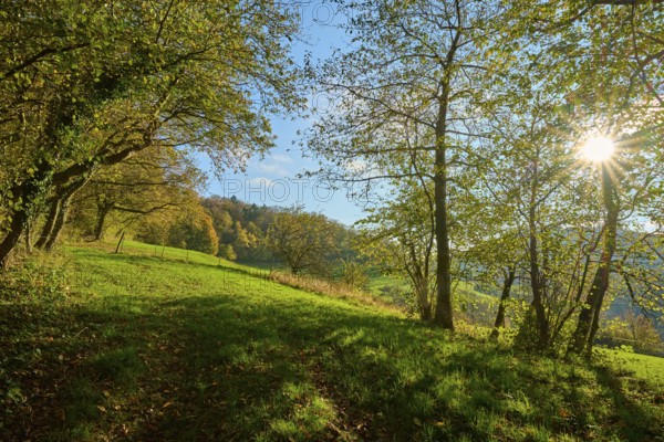 Forest clearing with sunbeams and green thicket under a blue sky, Vöckelsbach, Mörlenbach, Bergstrasse district, Odenwald, Hesse, Germany