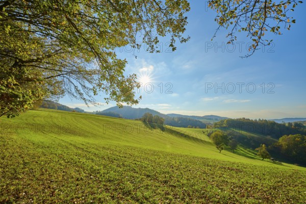 Green hills and trees, illuminated by the sun, creating a peaceful natural atmosphere, Vöckelsbach, Mörlenbach, Bergstrasse district, Odenwald, Hesse, Germany