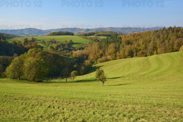 Green hills with meadows and autumnal trees that exude a peaceful rural charm, Vöckelsbach, Mörlenbach, Bergstrasse district, Odenwald, Hesse, Germany