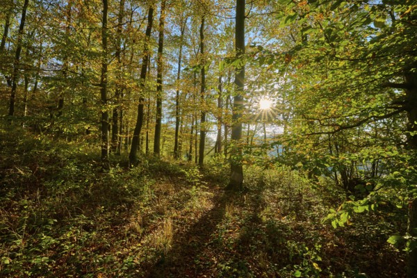 Autumn sunlight penetrates the trees of a forest and creates a quiet, warm atmosphere, Vöckelsbach, Mörlenbach, Bergstrasse district, Odenwald, Hesse, Germany