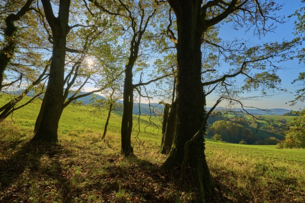 Trees cast shadows in a meadow under sunny sky, Vöckelsbach, Mörlenbach, Bergstrasse district, Odenwald, Hesse, Germany