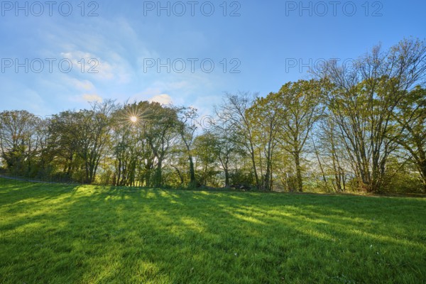 Rays of sunlight penetrate a row of trees casting shadows on a green meadow, Vöckelsbach, Mörlenbach, Bergstrasse district, Odenwald, Hesse, Germany