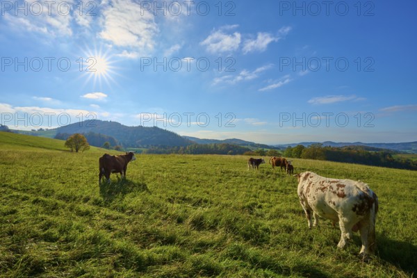 Cows grazing under the bright sun on a wide, green pasture field with a picturesque landscape, Vöckelsbach, Mörlenbach, Bergstrasse district, Odenwald, Hesse, Germany