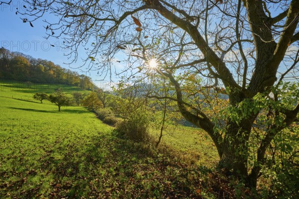 Sunny landscape with trees and hills under a clear sky, Vöckelsbach, Mörlenbach, Bergstrasse district, Odenwald, Hesse, Germany