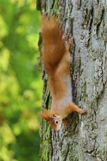 Eurasian squirrel (Sciurus vulgaris), climbing upside down on a tree trunk, surrounded by green foliage in an autumn forest, Germany